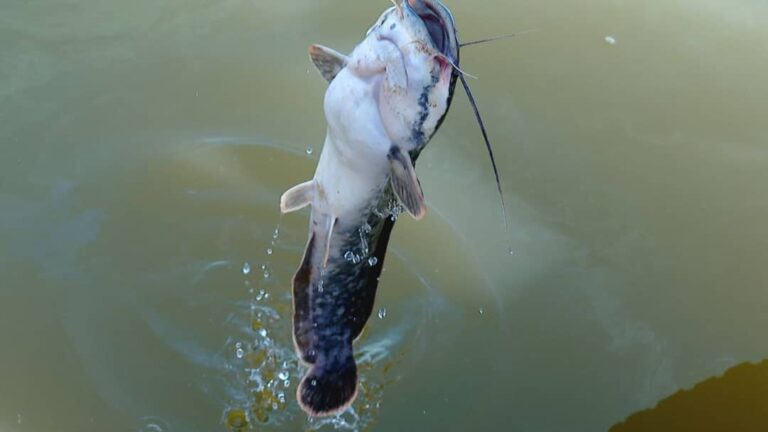 Eat Fish in Haramaya Lake